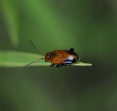 Phyllobrotica adusta