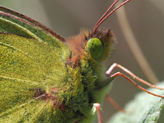Colias hyale