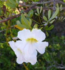 Tabebuia
