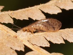 Austroneurorthus horstaspoecki