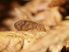 Austroneurorthus horstaspoecki