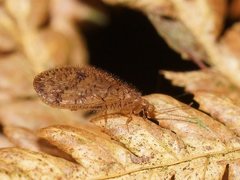 Austroneurorthus horstaspoecki