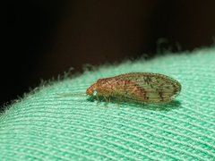 Austroneurorthus horstaspoecki