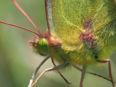 Colias hyale
