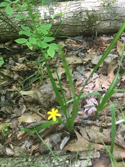 Hypoxis hirsuta