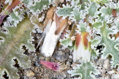 Glyptopleura marginata