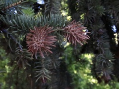 Picea engelmannii