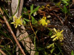 Ranunculus amphitrichus