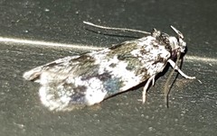 Barea codrella