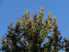 Picea engelmannii