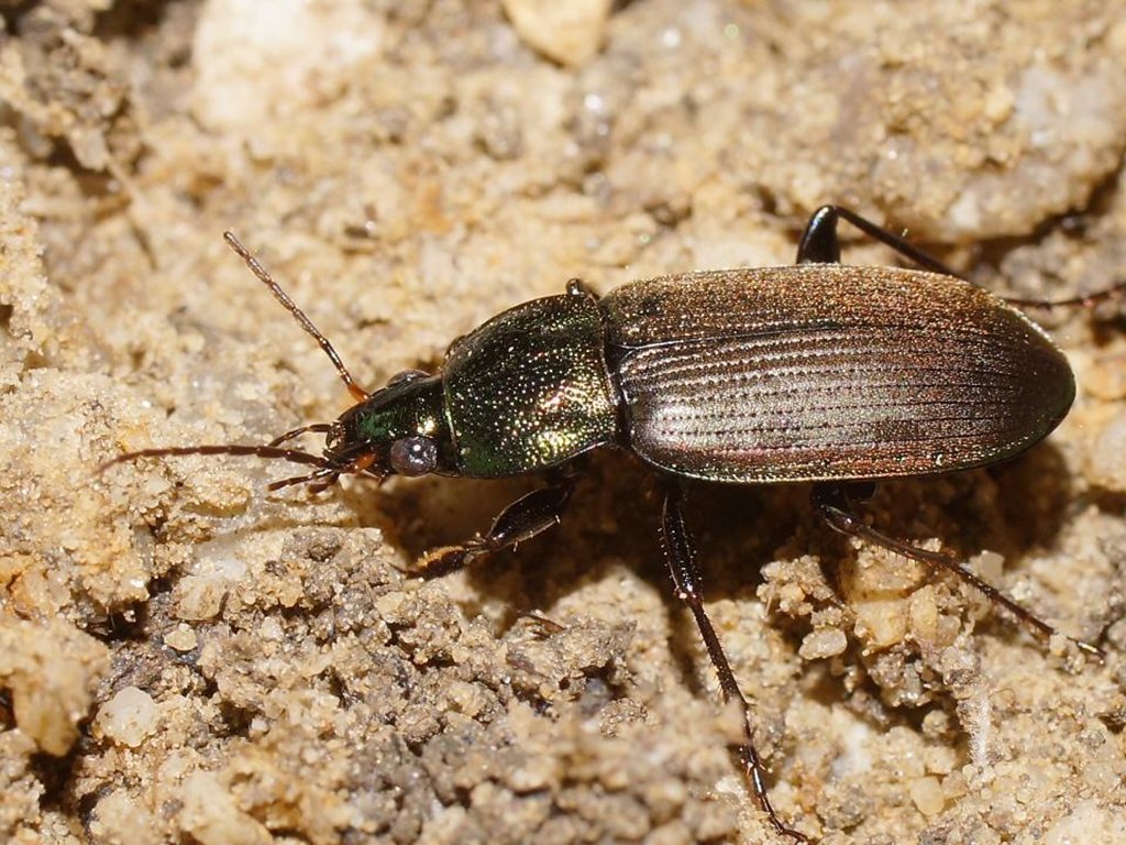 Chlaenius australis