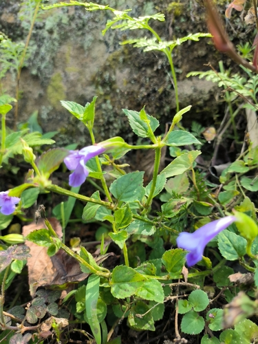 Asiatic Wishbone Flower