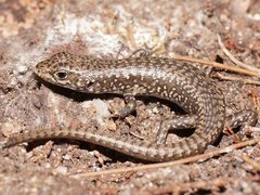 Ocellated Cool-Skink photo 2