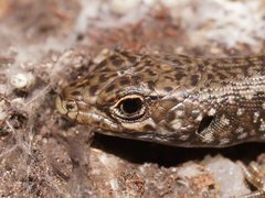 Ocellated Cool-Skink photo 4