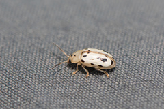 Phola octodecimguttata