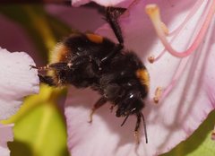 Bombus terrestris audax