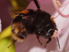 Bombus terrestris audax