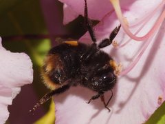 Bombus terrestris audax