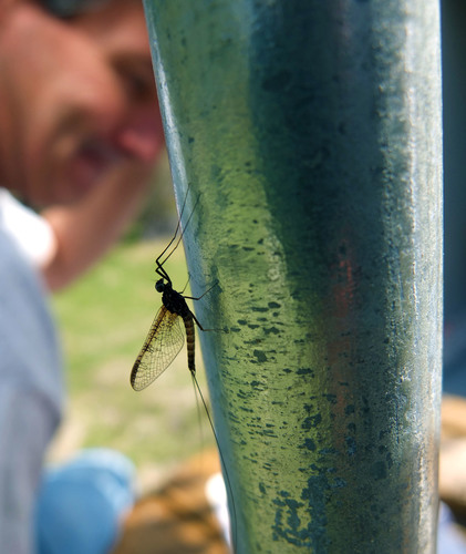 iNaturalist observation photo of Mayflies