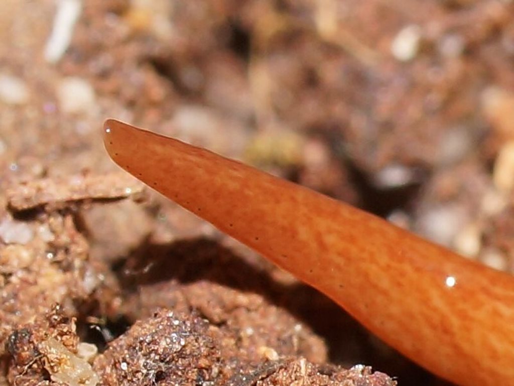 Morton's planarian