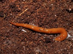 Australopacifica mortoni