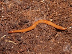 Australopacifica mortoni