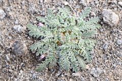 Glyptopleura marginata