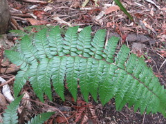 Polystichum wawranum