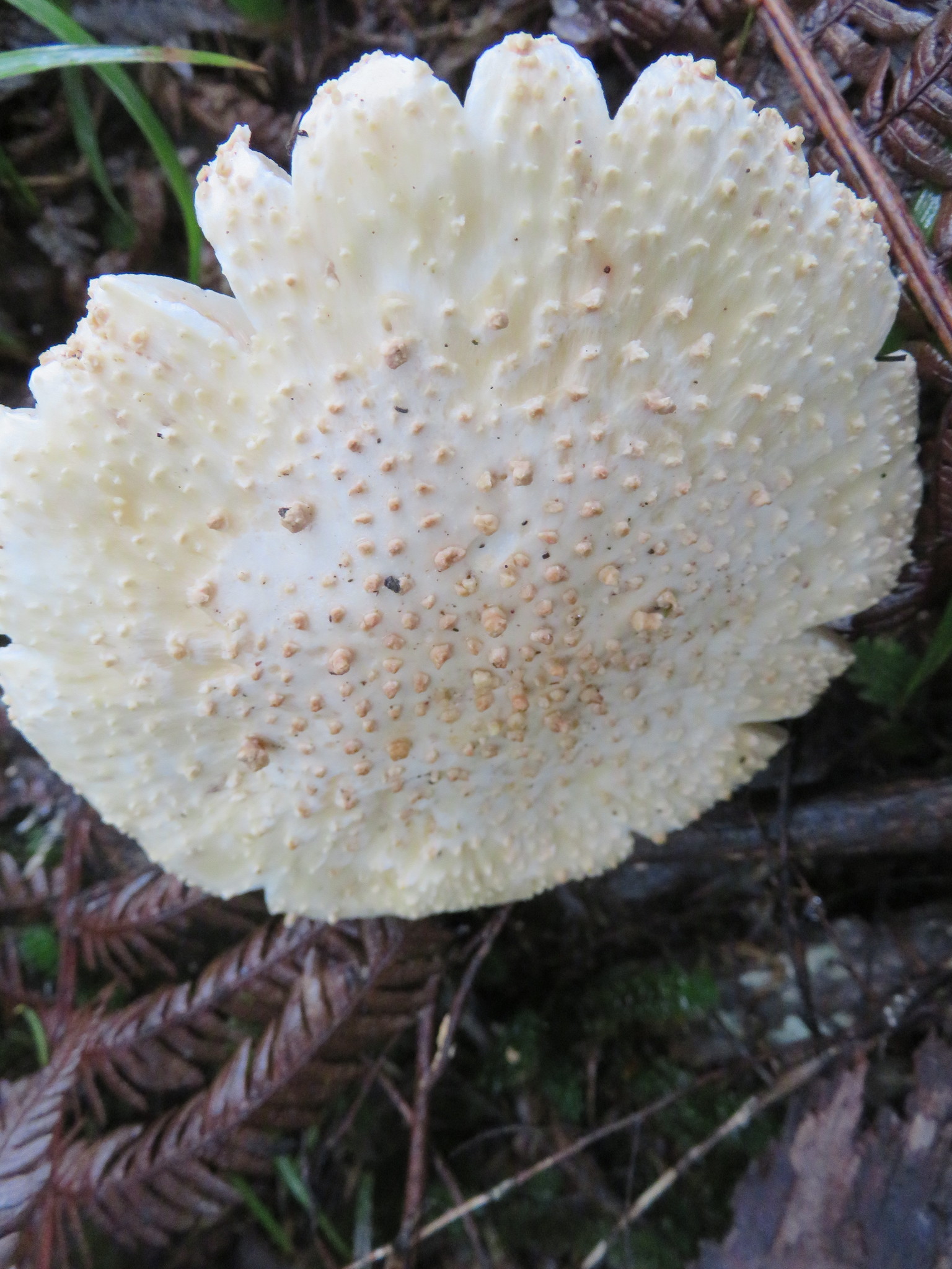 Amanita pareparina image