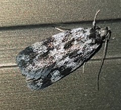 Barea codrella
