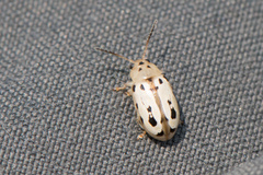 Phola octodecimguttata