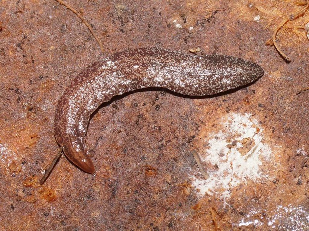 Nicholls' Planarian