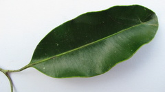 Aspidosperma spruceanum