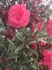 Nerium oleander