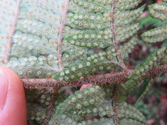 Polystichum wawranum