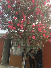 Nerium oleander
