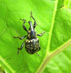 Liparus glabrirostris