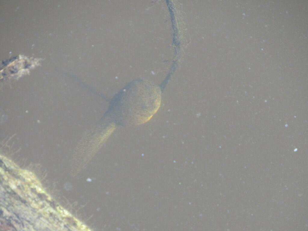 American Bullfrog from Dallas, TX, USA on June 23, 2024 at 08:19 AM by ...