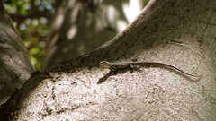 Urosaurus lahtelai