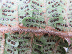 Polystichum wawranum