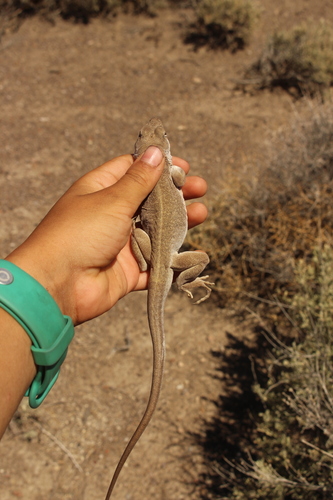 Long-nosed Leopard Lizard, photo 4 of 10