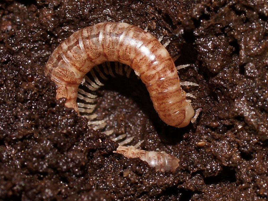 Gasterogramma plomleyi