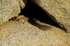 Masticophis fuliginosus