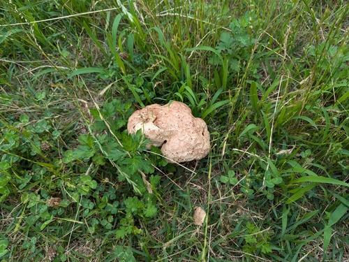 観察された菌類