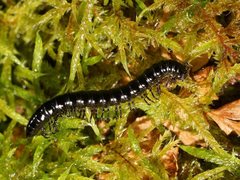 Notodesmus scotius