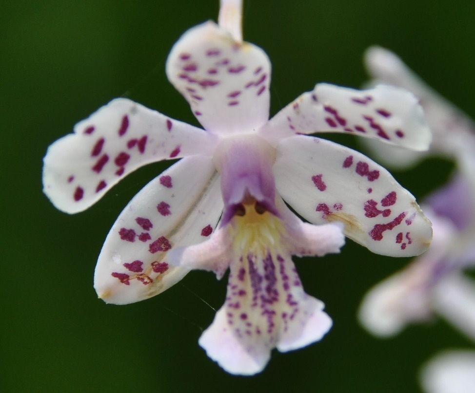 Epidendrum schumannianum