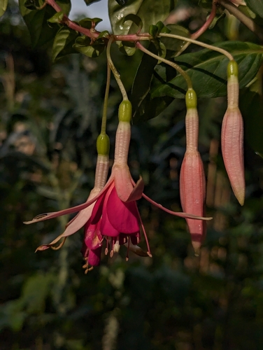 Foto de Brinco-de-princesa