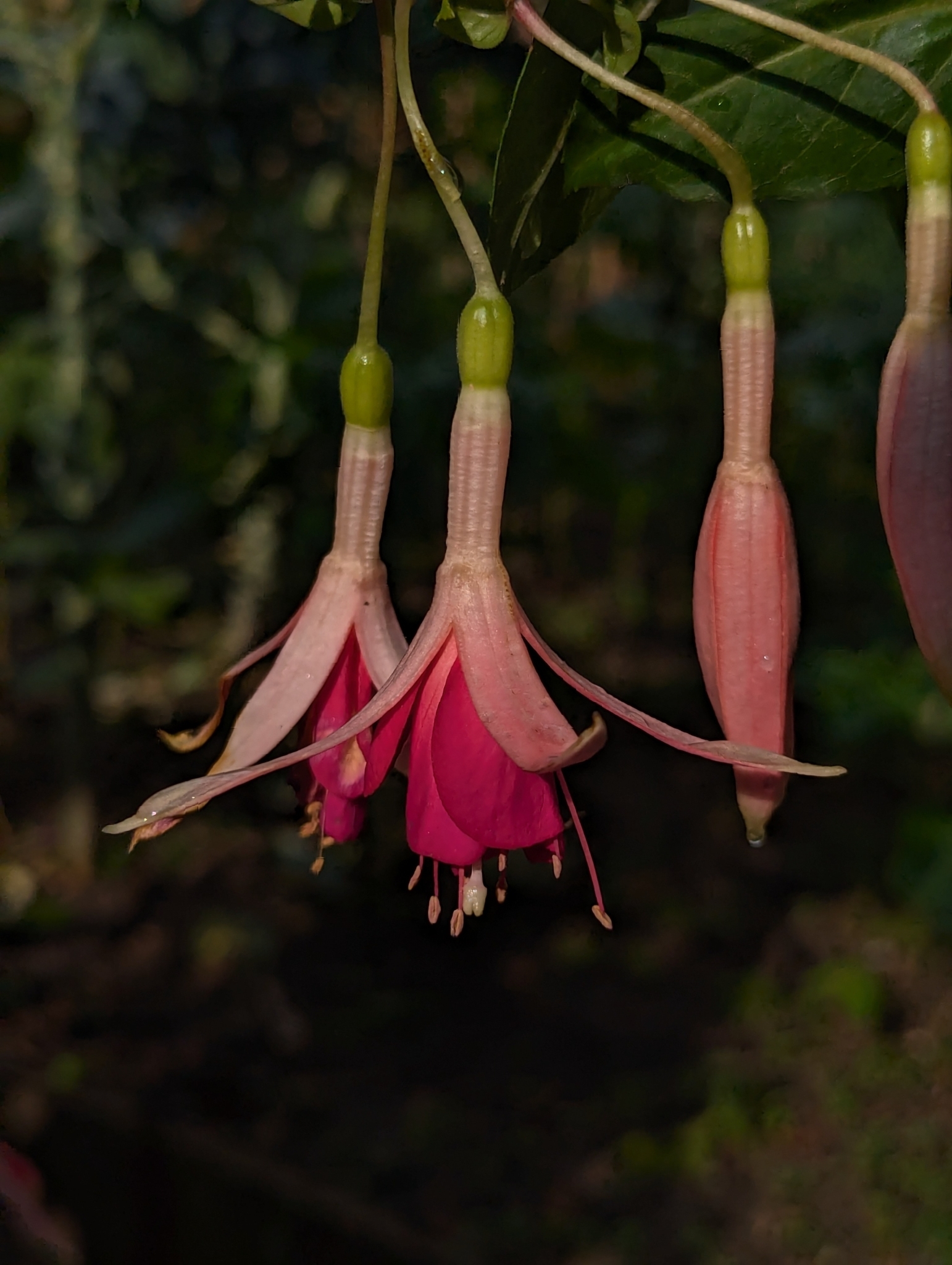 Imagem de Brinco-de-princesa