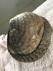 Phataginus tricuspis