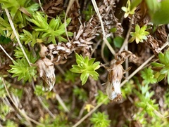 Smooth Raoulia (Raoulia glabra)